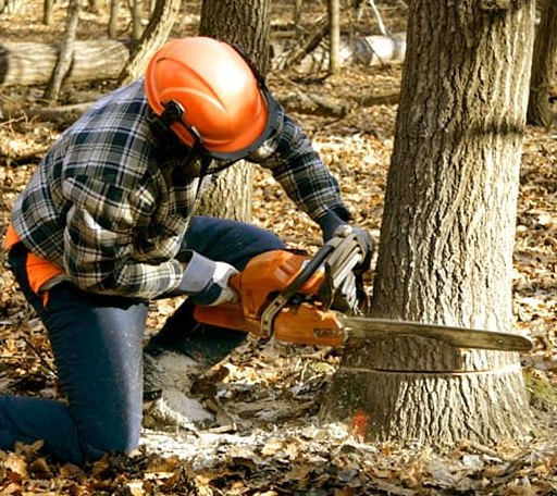 Tree Removal in Effie, LA